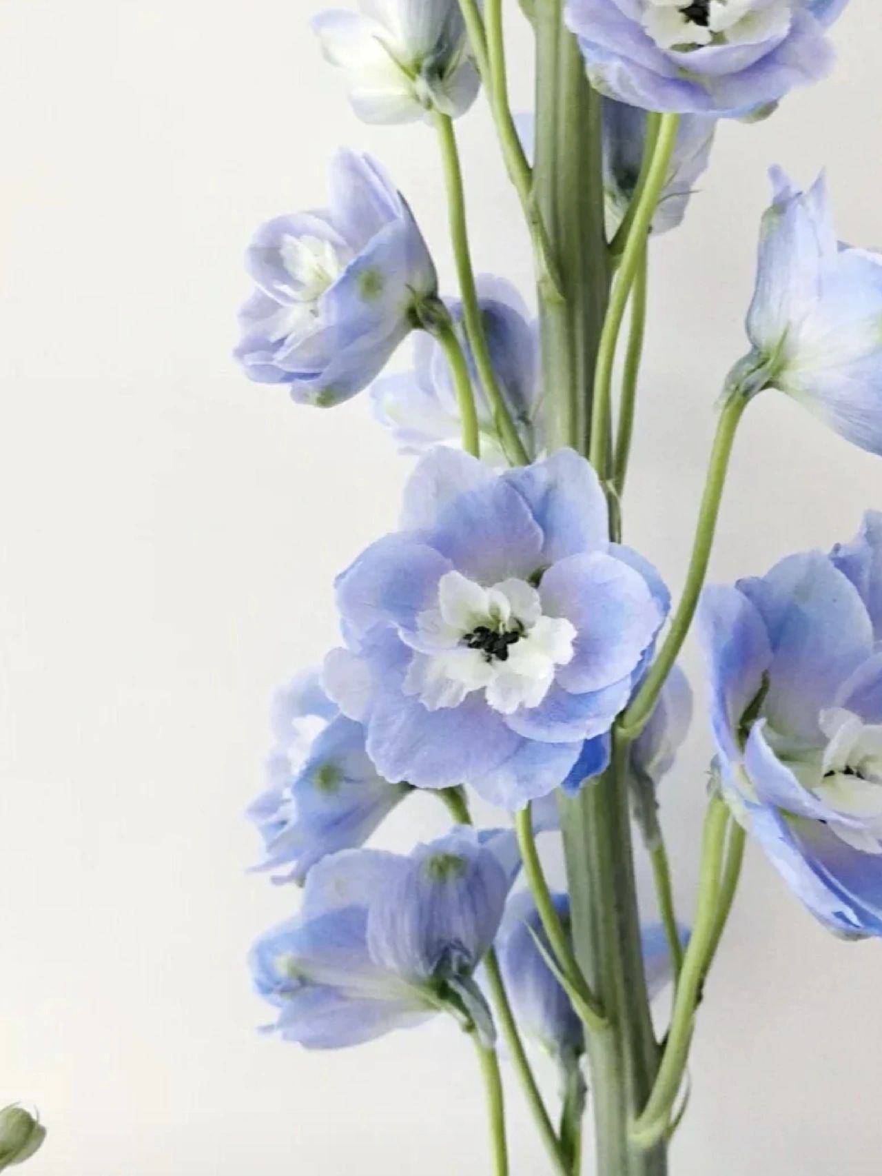 Delphinium magok - vegyes 7 szín-Clara Rosan