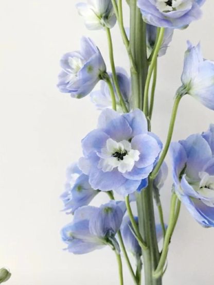 Delphinium magok - vegyes 7 szín-Clara Rosan