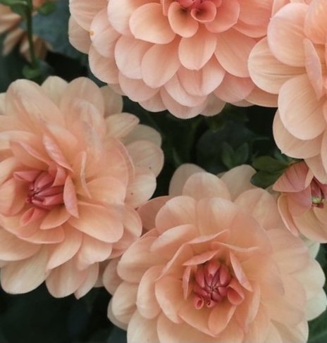 YELNO HARMÓNIA-Clara Rosan