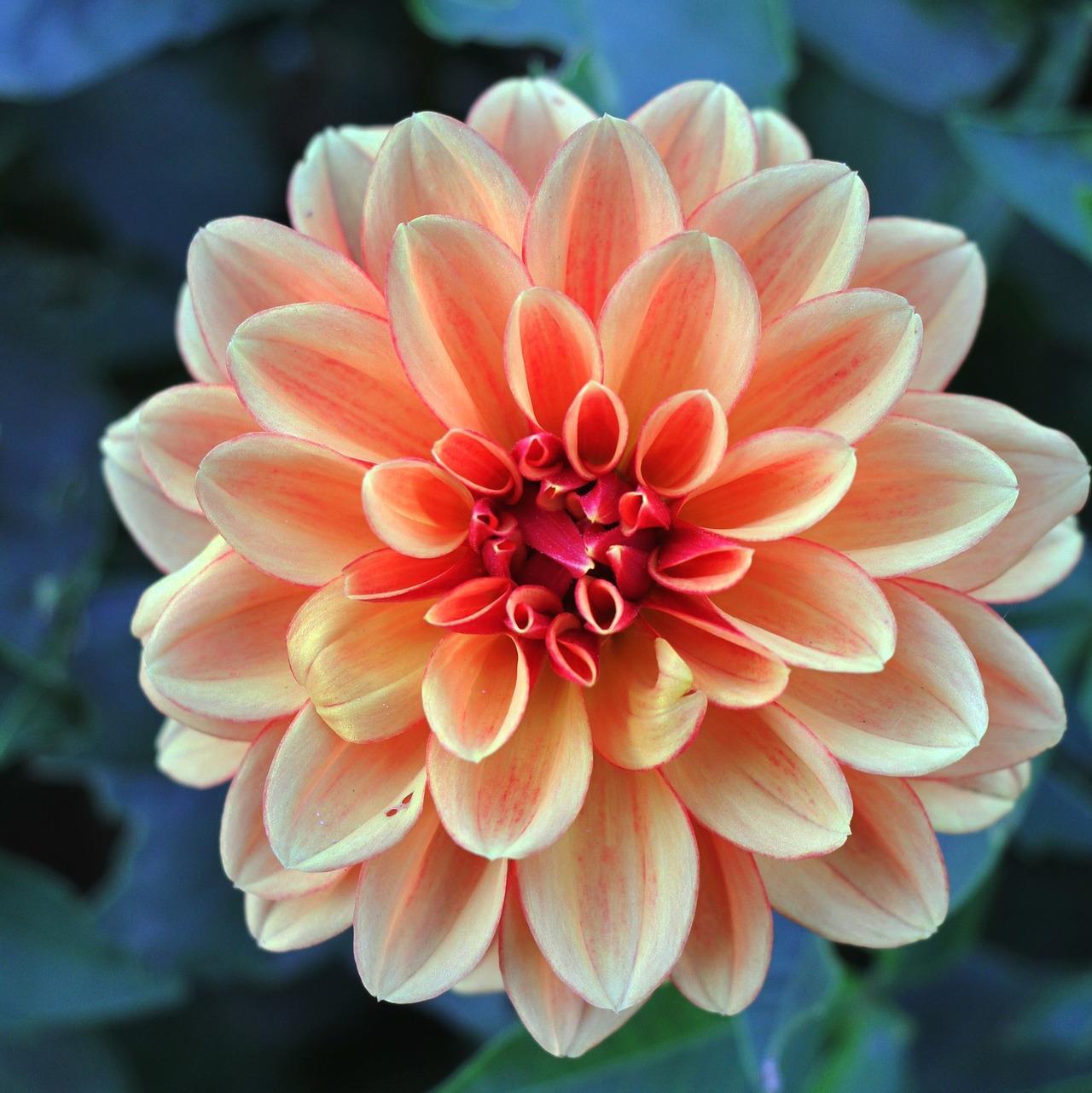 NARANCS ÉS HÓ-Clara Rosan