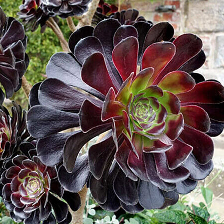 Aeonium arboreum Sötétlila-Clara Rosan
