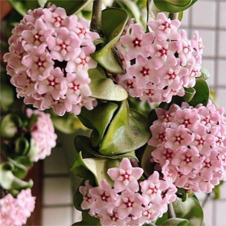 Hoya Seeds - Csillagok hullanak az égből✨-Clara Rosan