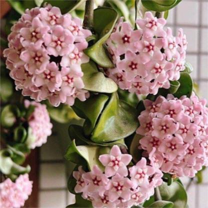 Hoya Seeds - Csillagok hullanak az égből✨-Clara Rosan