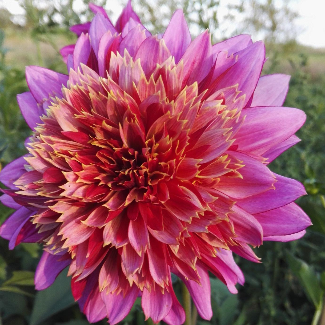 Myrtusz bolondsága-Clara Rosan