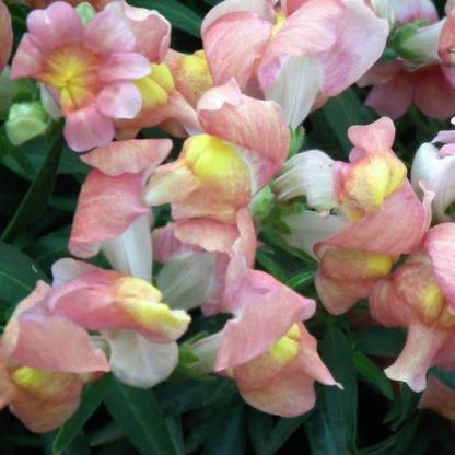 APPLE BLOSSOM SNAPDRAGON Antirrhinum Majus Appleblossom Pink Coral White Yellow Flower Seeds-Clara Rosan