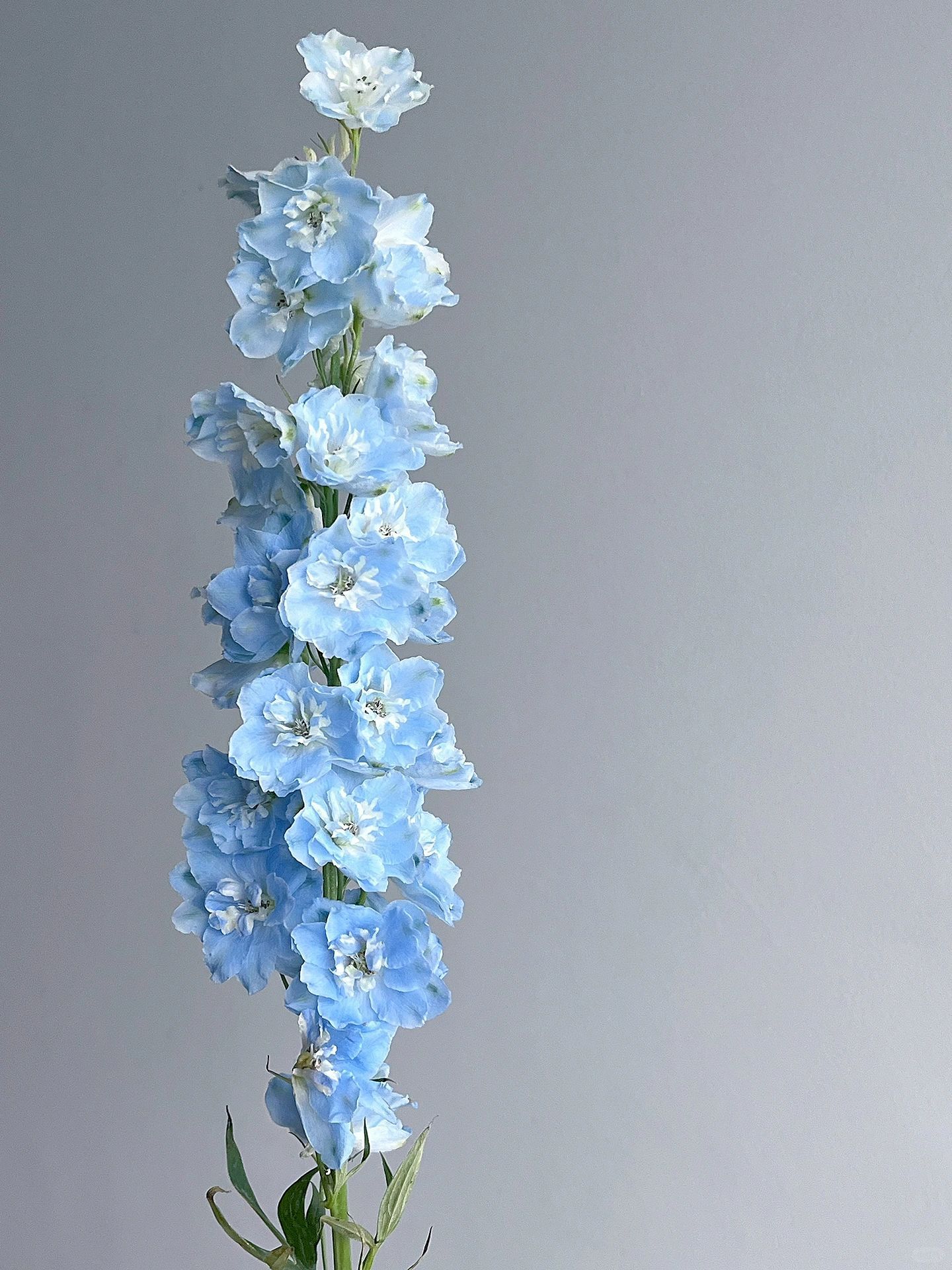 Delphinium magok - vegyes 7 szín-Clara Rosan