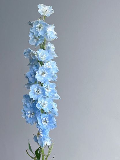 Delphinium magok - vegyes 7 szín-Clara Rosan