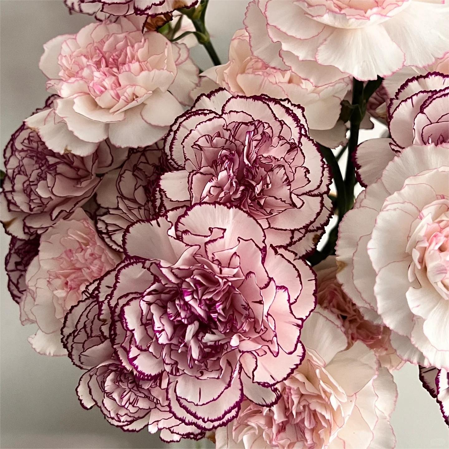 Dianthus Caryophyllus magok-Clara Rosan