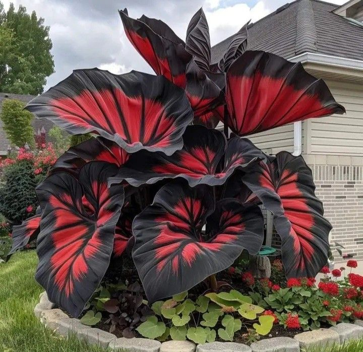 Scarlet Shadow-Giant Alocasia Bulbs🍃Alakítsa át terét trópusi fenségességgel-Clara Rosan