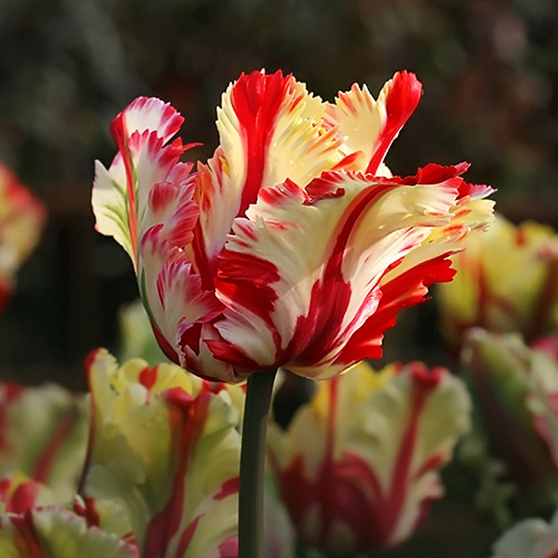 Dupla tulipánhagymák-Clara Rosan
