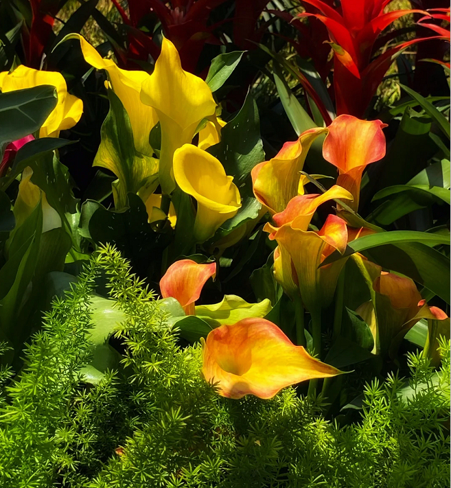 Calla Lily izzók – A varázslatos virág, amely sosem csalódik-Clara Rosan