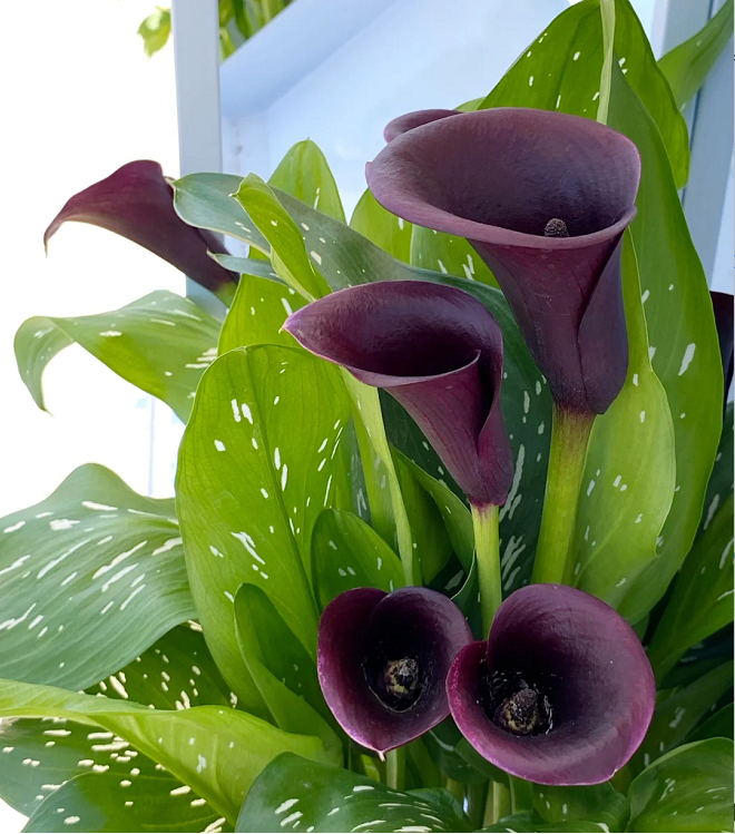 Calla Lily izzók – A varázslatos virág, amely sosem csalódik-Clara Rosan