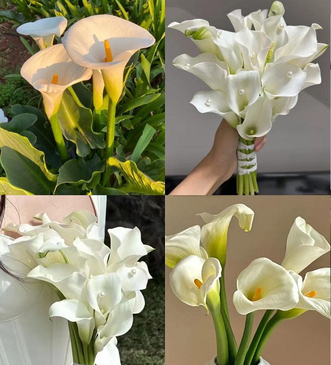 Calla Lily izzók – A varázslatos virág, amely sosem csalódik-Clara Rosan