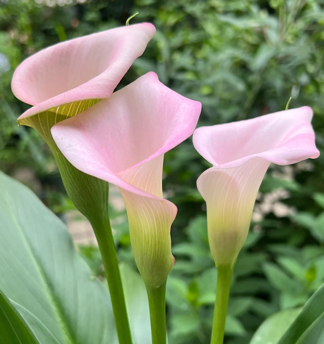 Calla Lily izzók – A varázslatos virág, amely sosem csalódik-Clara Rosan