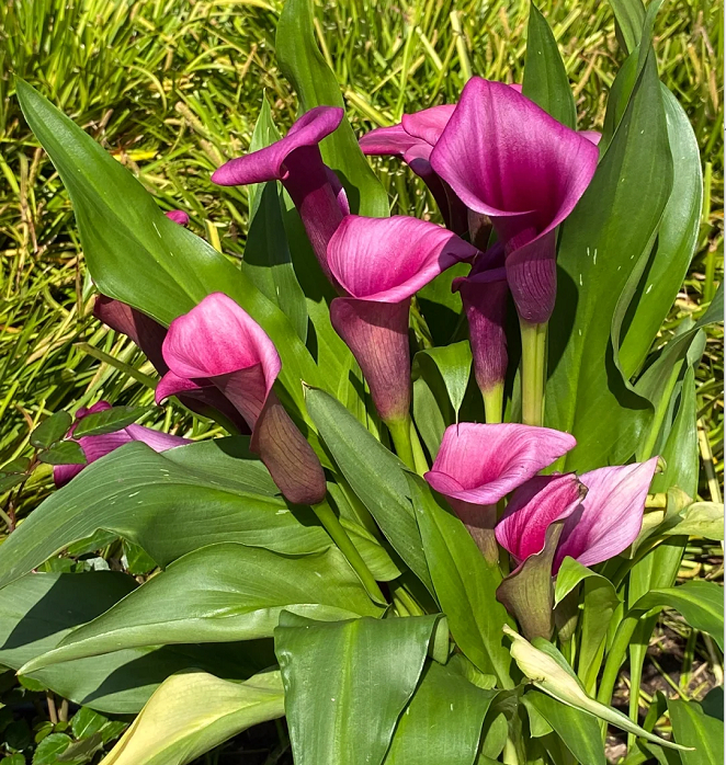 Calla Lily izzók – A varázslatos virág, amely sosem csalódik-Clara Rosan