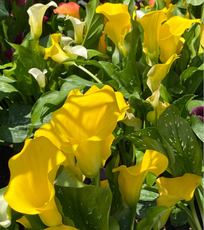 Calla Lily izzók – A varázslatos virág, amely sosem csalódik-Clara Rosan