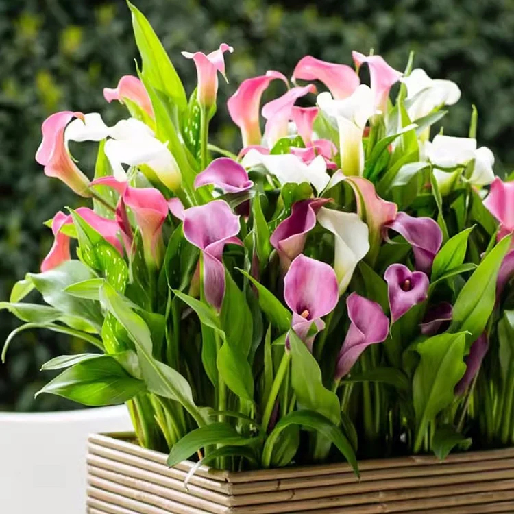 Calla Lily izzók – A varázslatos virág, amely sosem csalódik-Clara Rosan