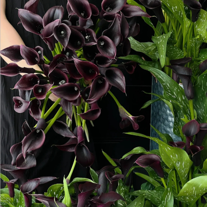 Calla Lily izzók – A varázslatos virág, amely sosem csalódik-Clara Rosan