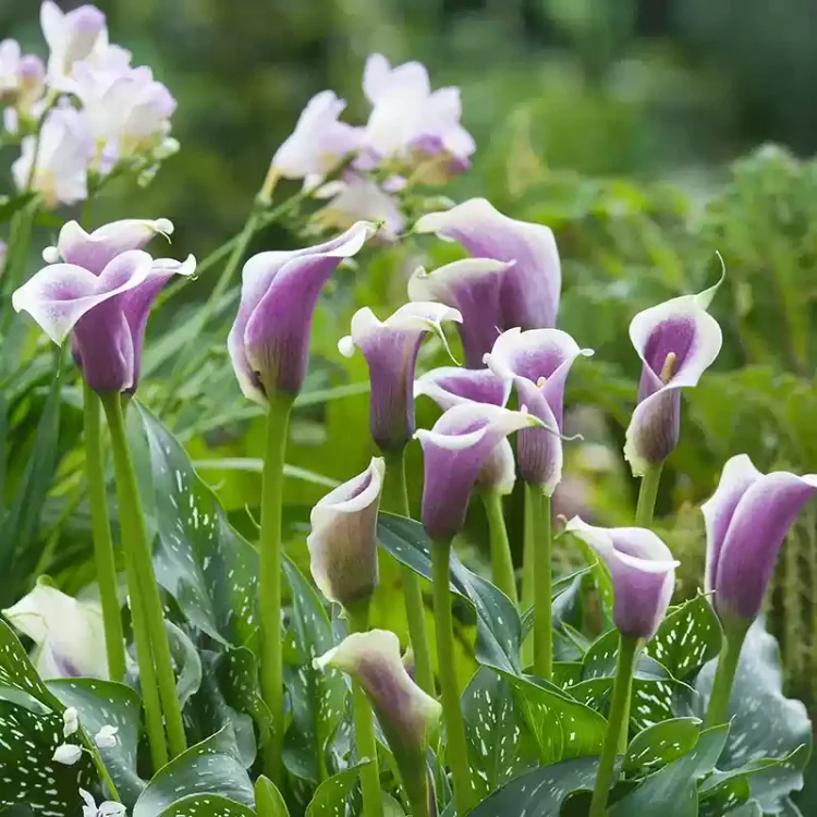 Calla Lily izzók – A varázslatos virág, amely sosem csalódik-Clara Rosan