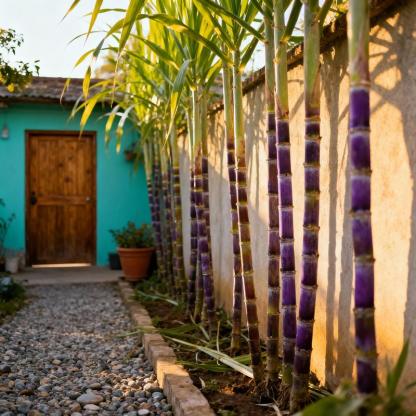 🌿🍬 Cukornád Magok – Édesítse meg Kertjét és Életét Alacsony Karbantartású, Magas Cukortartalmú Hibriddel! 🌱-Clara Rosan