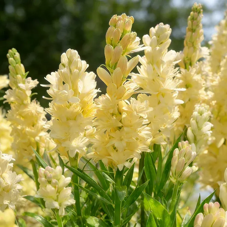 🌺Dupla illatú tubarózsa hagymák – Holdkerti virág-Clara Rosan