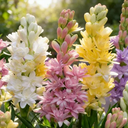 🌺Dupla illatú tubarózsa hagymák – Holdkerti virág-Clara Rosan