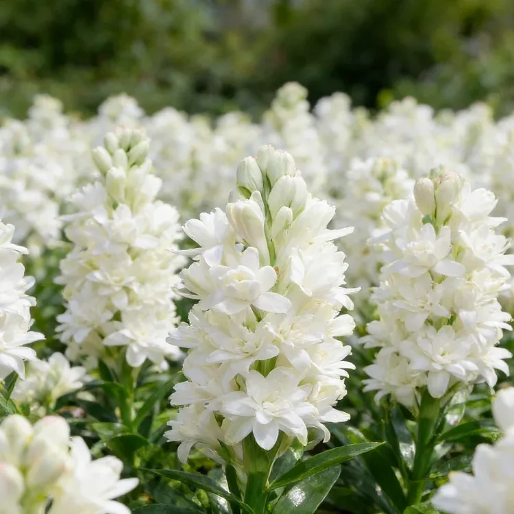 🌺Dupla illatú tubarózsa hagymák – Holdkerti virág-Clara Rosan