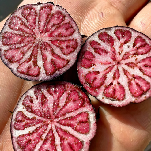 Vörös ginzeng 🍉Egy varázslatos gyümölcs, mint a gyöngy-Clara Rosan