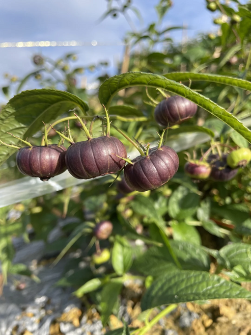 Vörös ginzeng 🍉Egy varázslatos gyümölcs, mint a gyöngy-Clara Rosan