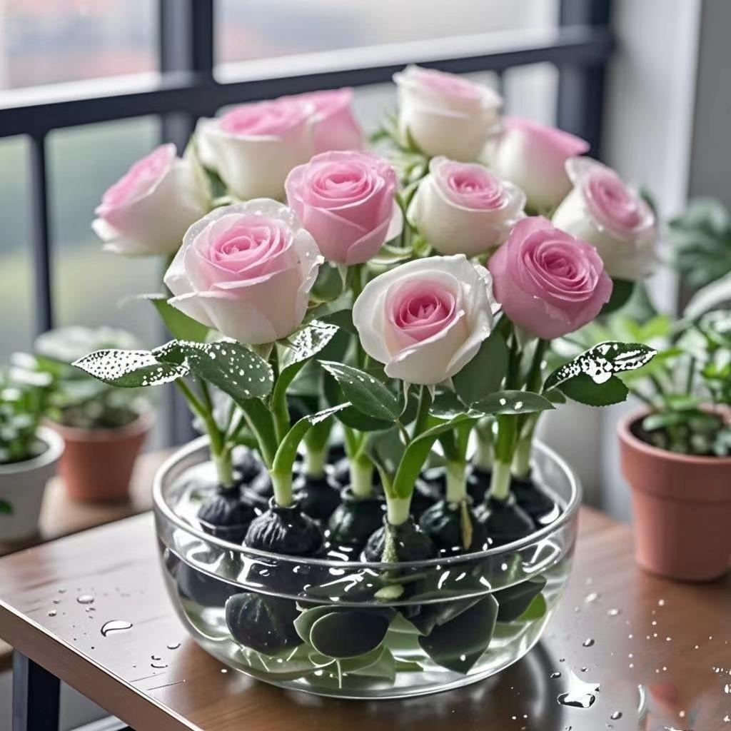 ✨Hidropóniás Rózsa Hagymák - Elbűvölő Illatos🌹Vízben vagy talajban is termeszthető-Clara Rosan