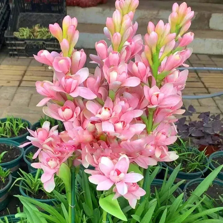 🔥【Korlátozott idejű akció】Tuberose🌸 izzók! Élvezze a 💥50% kedvezményt, jöjjön el és szerezze meg!-Clara Rosan