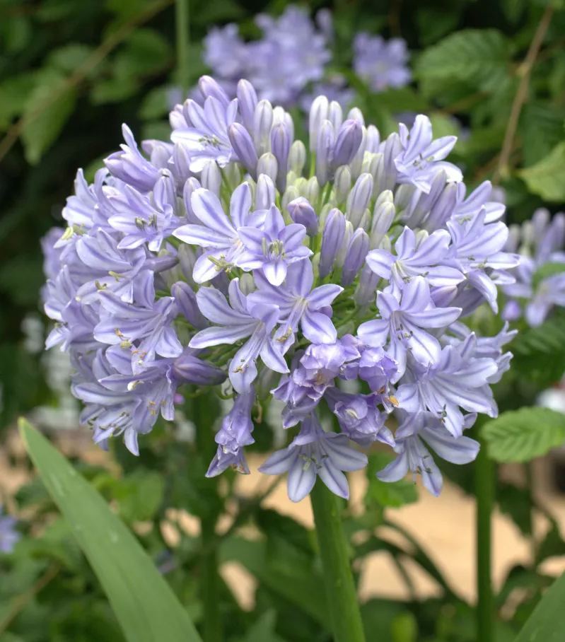 Agapanthus africanus 'Glenavon'-Clara Rosan