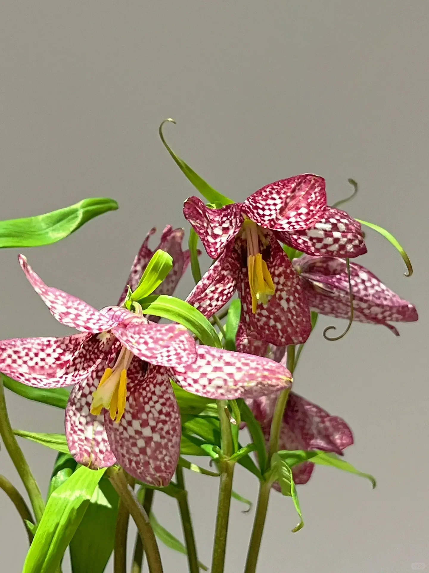 Fritillaria meleagris magok🎉Újévi akció-Clara Rosan