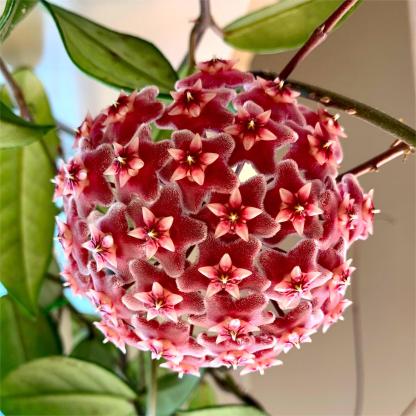 Hoya Seeds - Csillagok hullanak az égből✨-Clara Rosan