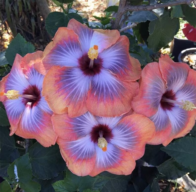 Gyönyörű kozmikus táncos hibiszkusz-Clara Rosan
