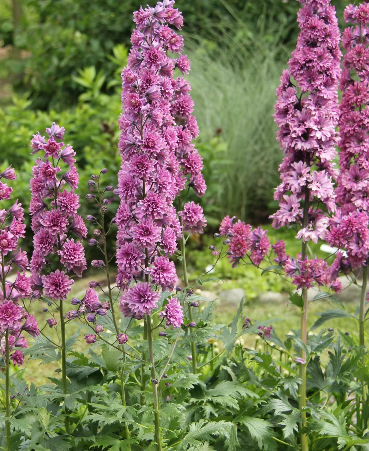 Delphinium magok - vegyes 7 szín-Clara Rosan