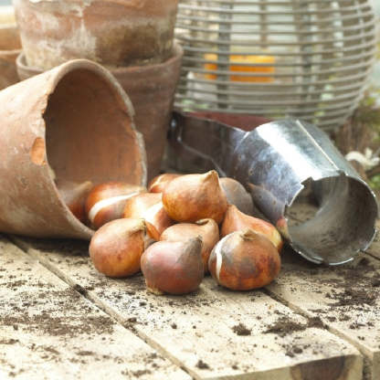 Dupla tulipánhagymák-Clara Rosan