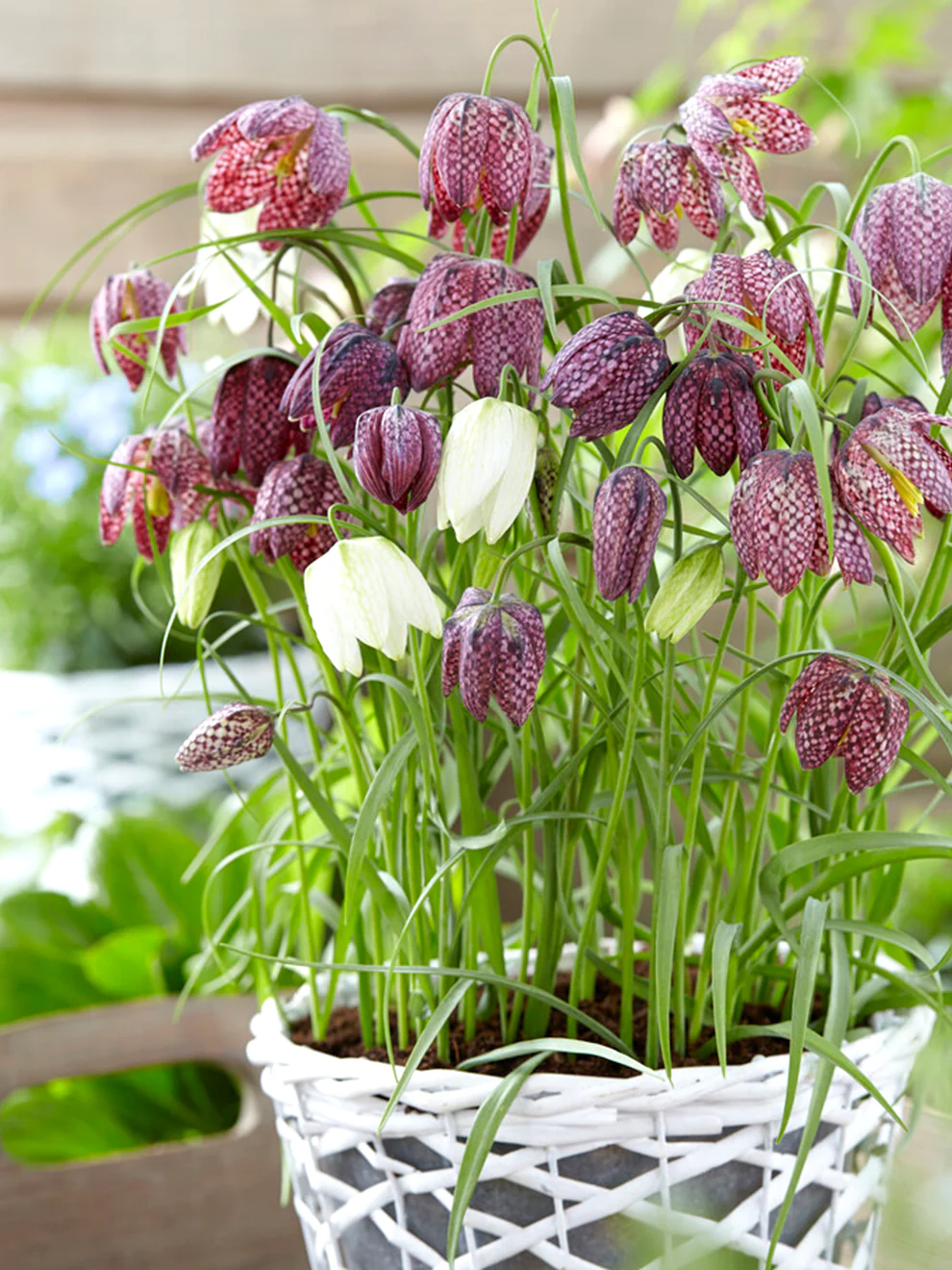 Fritillaria meleagris magok🎉Újévi akció-Clara Rosan