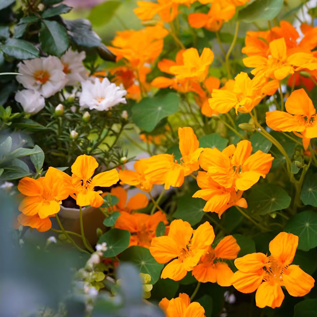 Nasturtium magok (magas) - Vegyes színek-Clara Rosan