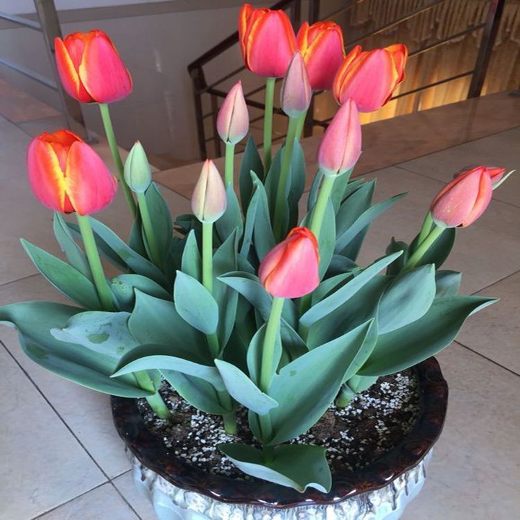 Dupla tulipánhagymák-Clara Rosan
