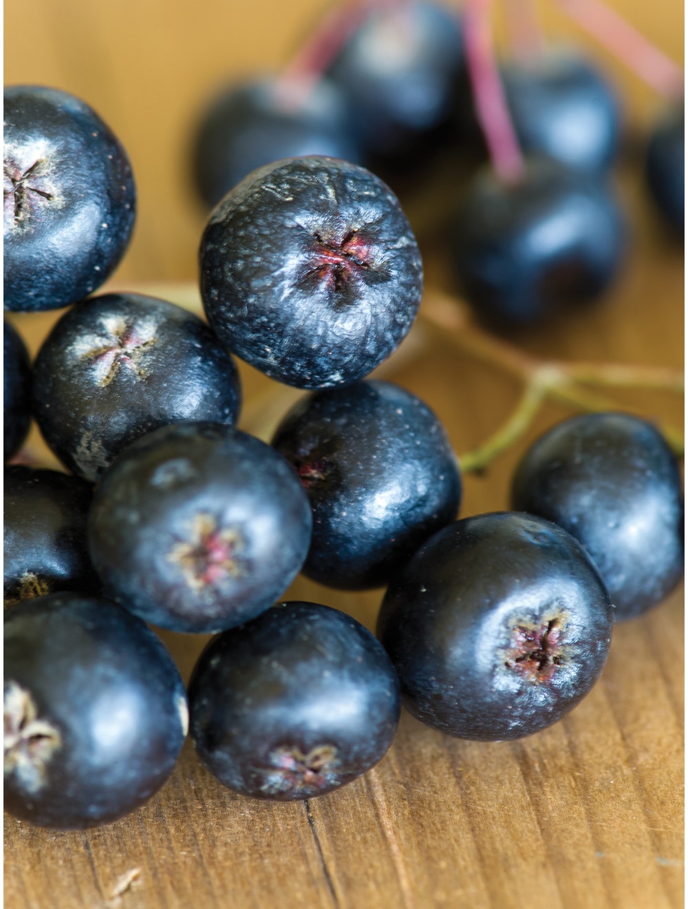 Aronia melanocarpa, Viking-Clara Rosan