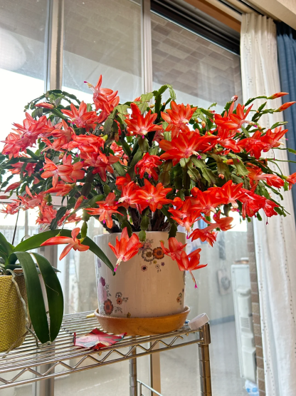 Rákkarom Orchidea - A hab a tortán-Clara Rosan