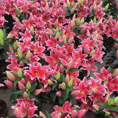 Keleti illatos liliomhagymák-Clara Rosan