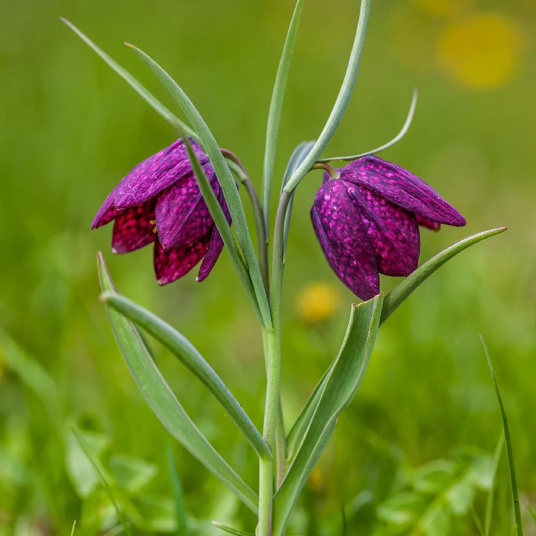 Fritillaria meleagris magok🎉Újévi akció-Clara Rosan