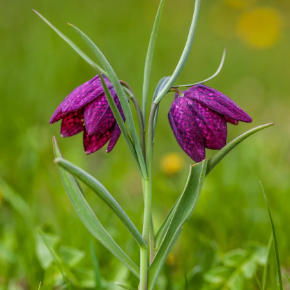 Fritillaria meleagris magok🎉Újévi akció-Clara Rosan