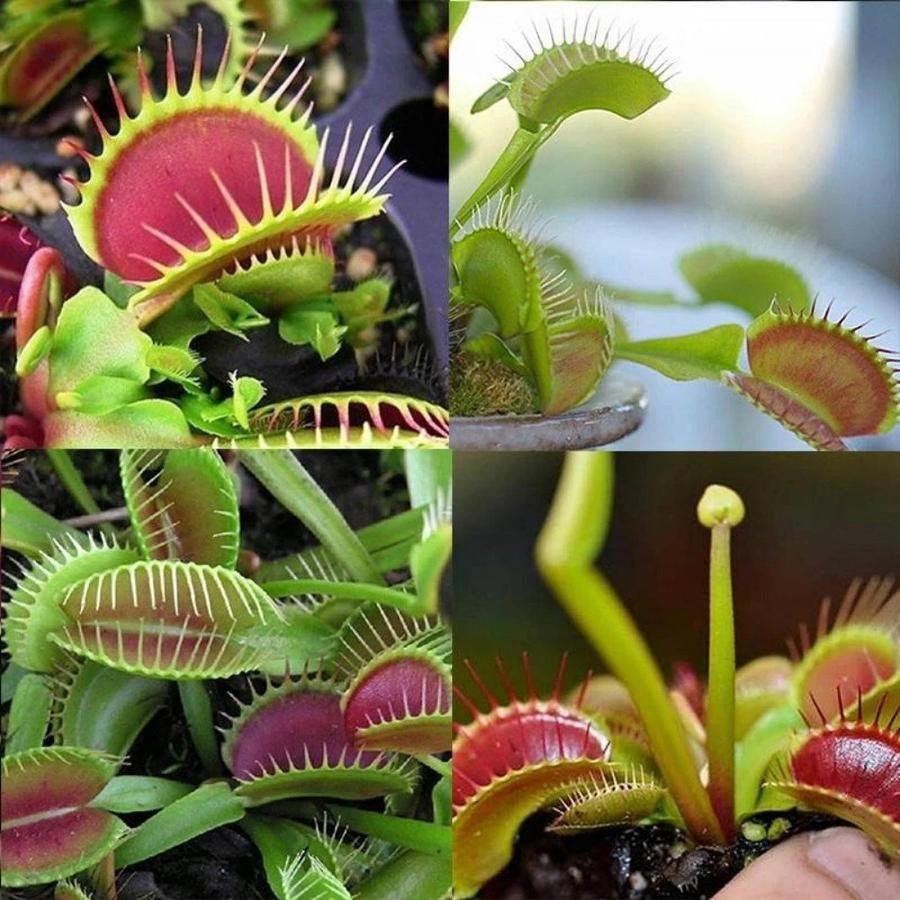 VENUS FLYTRAP MAGOK, NÖVÉNY MAGOK, ROVARFOGYASZTÓ NÖVÉNY, 100 MAG-Clara Rosan