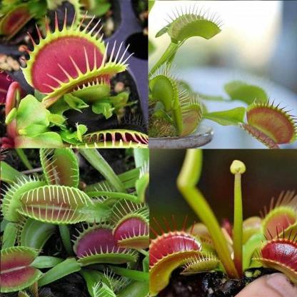 VENUS FLYTRAP MAGOK, NÖVÉNY MAGOK, ROVARFOGYASZTÓ NÖVÉNY, 100 MAG-Clara Rosan