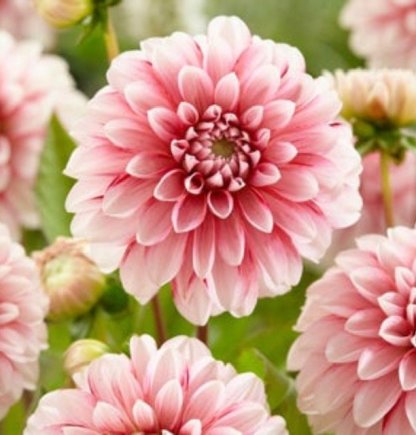 EPERKRÉM-Clara Rosan