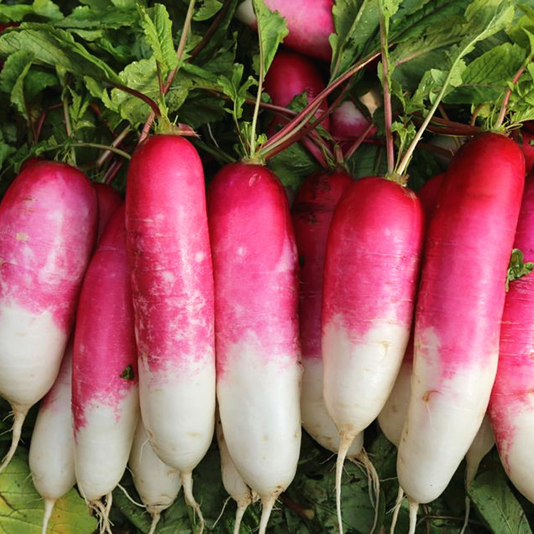 Hüvelykujj gyümölcs retek magok-Clara Rosan