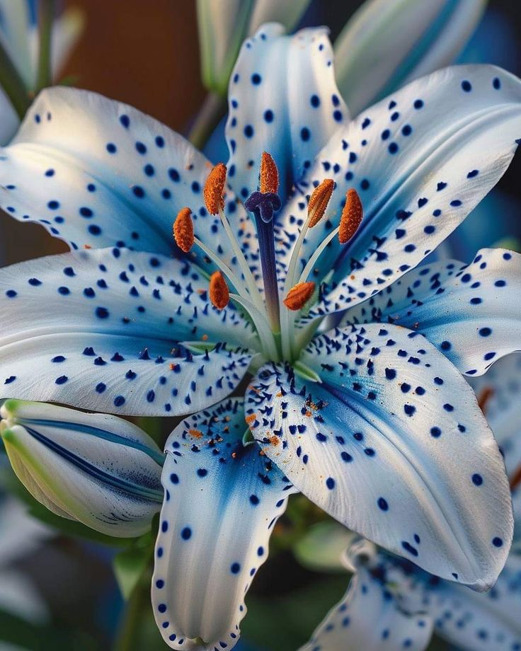 🌸 Világoskék Ritka Színű Liliom Hagymák – A Elegancia és Kegyelem Virágai 🌸-Clara Rosan